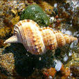褐法螺