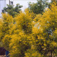 黃金寶樹