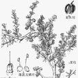 四合木
