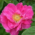 法國薔薇