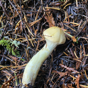 淡黃鱗傘