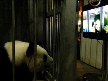 2015全球首對大熊貓雙胞胎