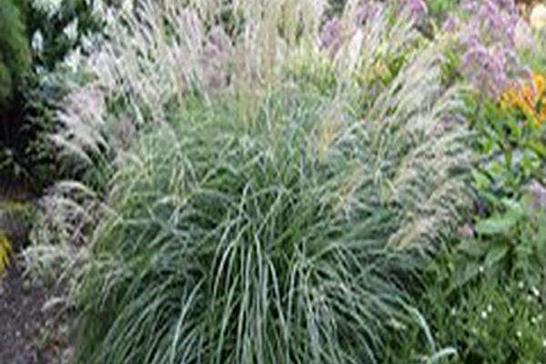 Miscanthus sinensis \x27Adagio\x27