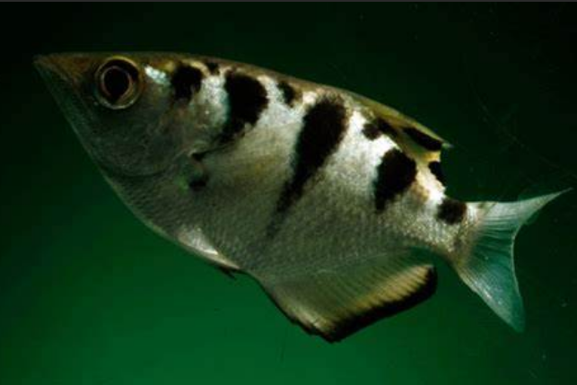 寡鱗射水魚 寡鱗射水魚