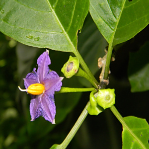Lycianthes anomala
