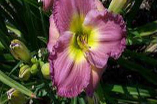 Hemerocallis \x27Lavender Stardust\x27