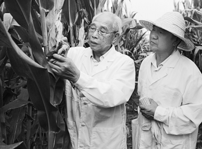 程相文（左）與助手在試驗田裡查看玉米長勢