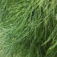 水松(植物)