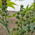 蓖麻(Ricinus communis) 蓖麻(Ricinus communis)