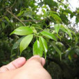 細齒蕈樹 細齒蕈樹