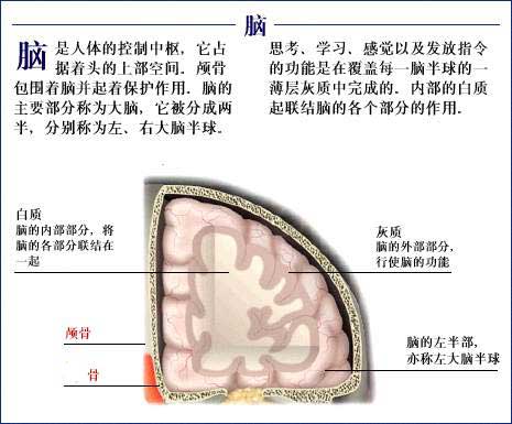 大腦解剖圖