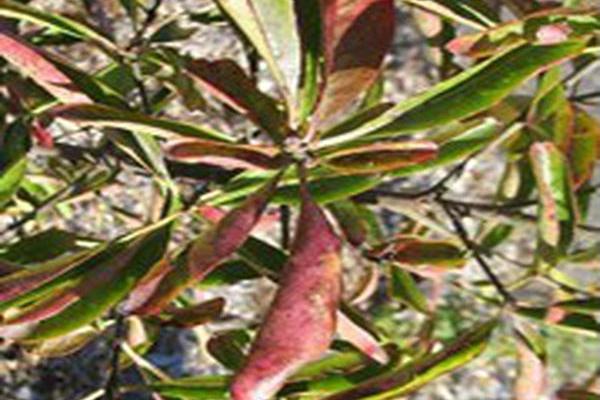 Euonymus grandiflorus Euonymus grandiflorus