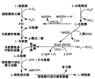 N-氨基甲醯谷氨酸