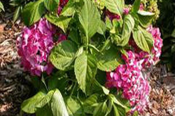 Hydrangea macrophylla \x27Pia\x27 Hydrangea macrophylla \x27Pia\x27