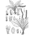 粗筒兔耳草 粗筒兔耳草
