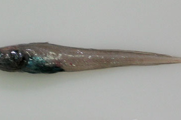五指絲指鼬魚 五指絲指鼬魚