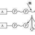ATP水解 ATP水解