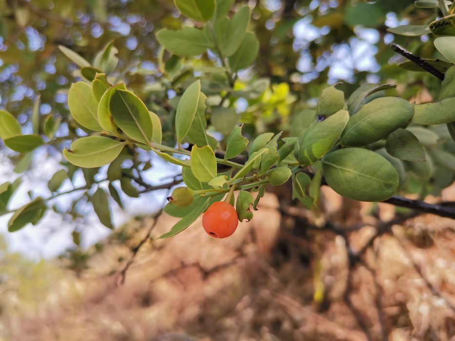 豆瓣香樹