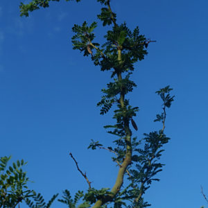 Parkinsonia praecox