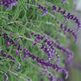 紫絨鼠尾草