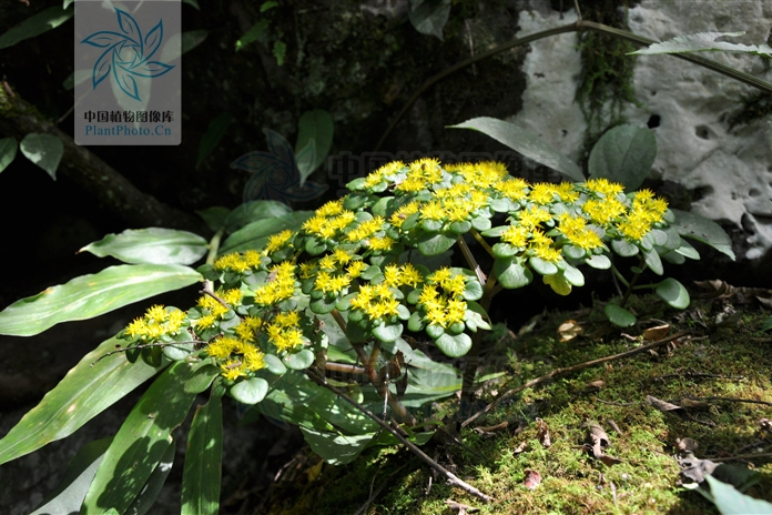 四芒景天 四芒景天