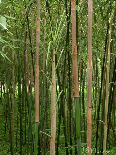 粉綠竹