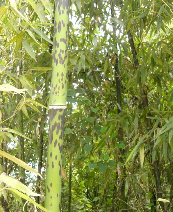斑竹