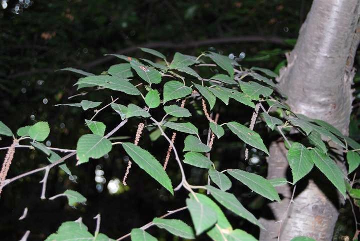 亮葉樺(植物)