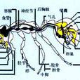 蟻巢系統