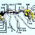 蟻巢系統 蟻巢系統