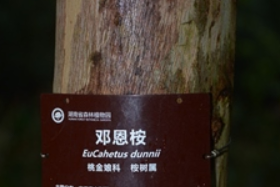 鄧恩桉ED65(鄧恩桉KONG) 鄧恩桉ED65(鄧恩桉KONG)