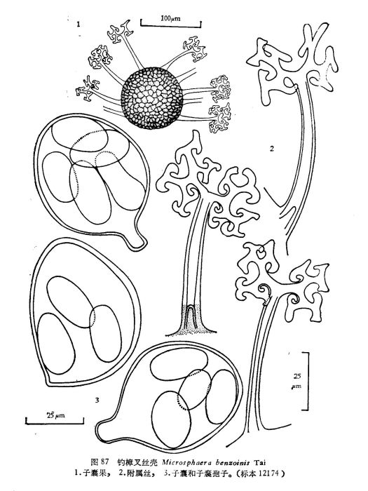 釣樟叉絲殼 釣樟叉絲殼
