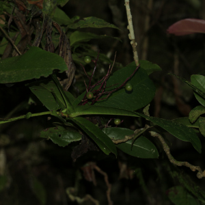 Tapeinosperma aragoense