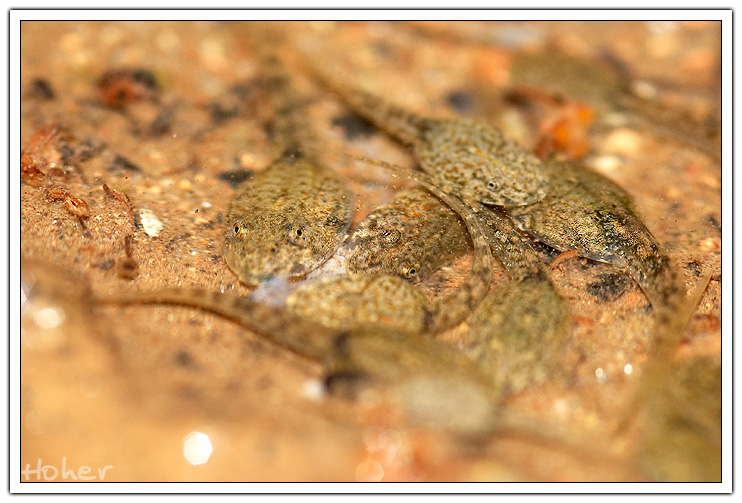 日本樹蛙的蝌蚪