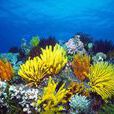 世界最美海底世界動態壁紙