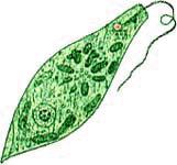 眼蟲藻