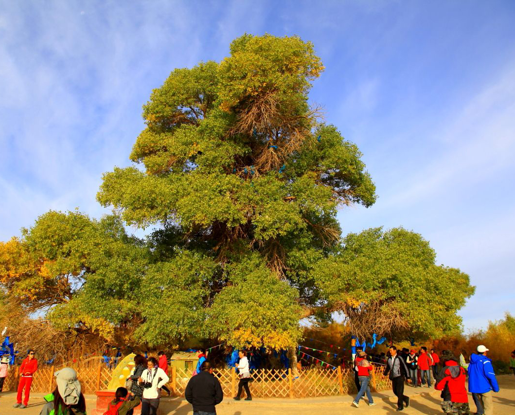 神樹(內蒙古自治區額濟納神樹)