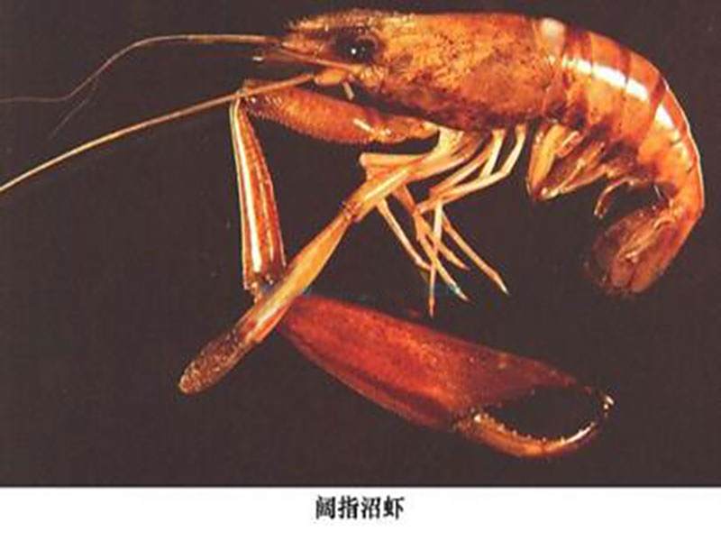 闊指沼蝦 闊指沼蝦