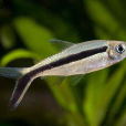 糙炬燈魚 糙炬燈魚