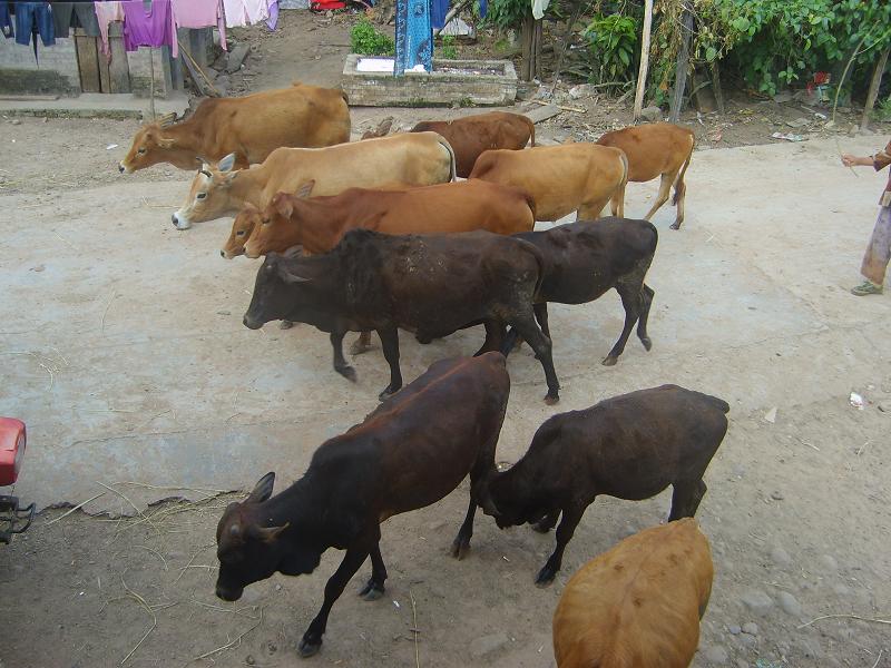 曼帕村-畜牧業