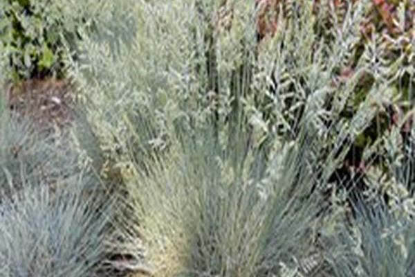 Festuca glauca \x27Boulder Blue\x27 Festuca glauca \x27Boulder Blue\x27