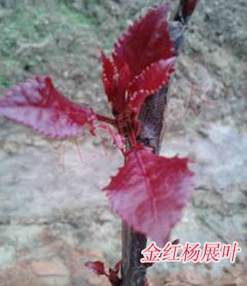 金紅楊 金紅楊