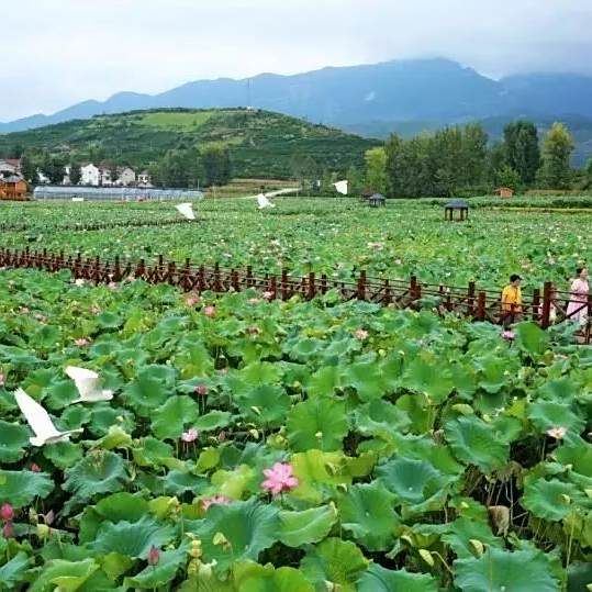 蓮花街道(五郎廟鄉)
