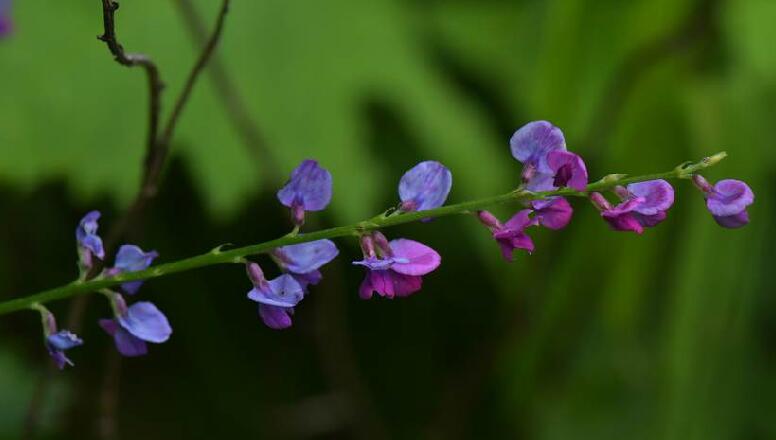 紫花棘豆
