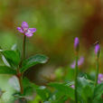 中華柳葉菜 中華柳葉菜