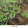 亮葉石杉 亮葉石杉