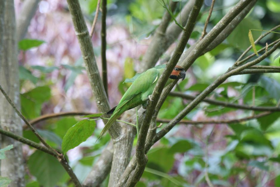 長尾鸚鵡恩加諾島亞種