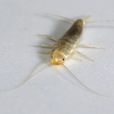 衣魚蟲 衣魚蟲