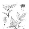 半禿連蕊茶 半禿連蕊茶