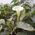 茄花香草 茄花香草